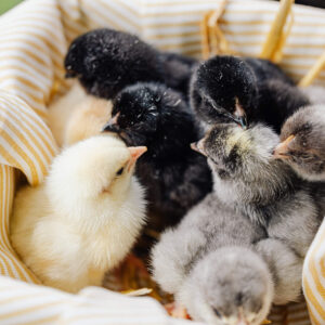 Fertile Chicken Hatching Eggs