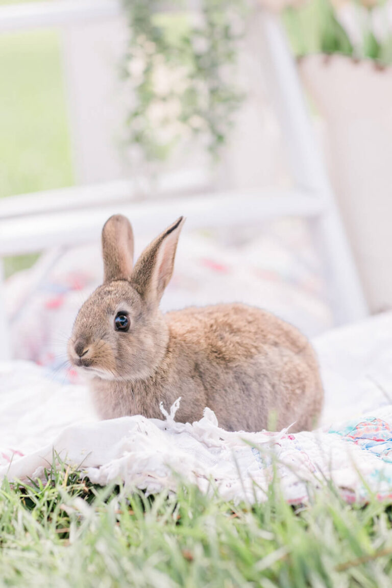 Bunny Buddy Experience at Two Little Acres