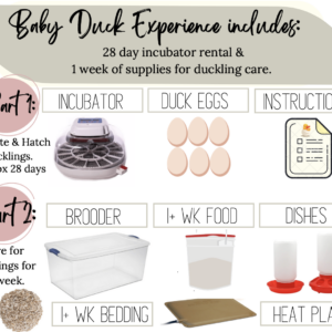 Hatch-A-Duck Experience