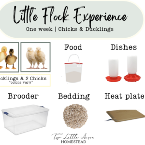 Chicks & Ducklings | A Little Flock Experience