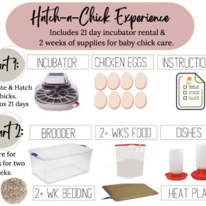 Hatch-A-Chick Experience