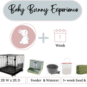 Bunny Hosting Experience