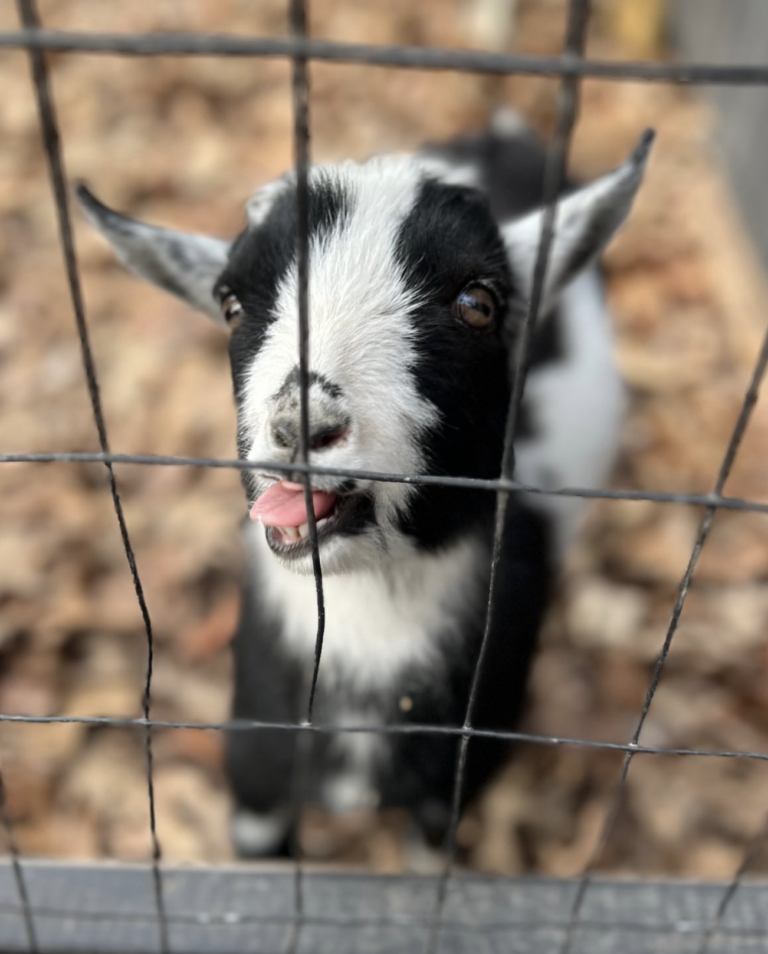 Screenshot 2024-03-02 at 5.53.16 AM