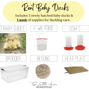 Rent-A-Duck: Duckling Take-Home Experience