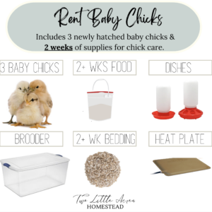 Rent Baby Chicks (No Hatching) in Charlotte, NC | Take-Home Kit
