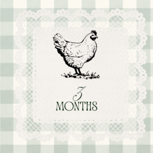 3 month old Premium Easter Egger Pullet