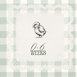 1 Month Old Premium Easter Egger Chicks (Straight Run)